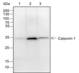Anti-Human/Rat/Mouse Calponin 1 Antibody [A150]