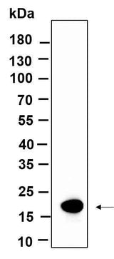 Anti-Human/Mouse/Rat Histone H3 Antibody [B920]