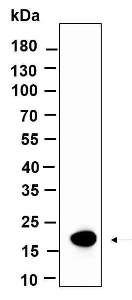 Anti-Human/Mouse/Rat Histone H3 Antibody [B920] - ABMIUM