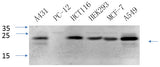 Western Blot analysis of various cells using CAV1 Polyclonal Antibody at dilution of 1:1000.