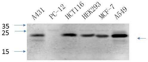 Anti-Human/Mouse/Rat Caveolin-1 Antibody