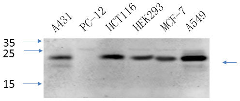 Western Blot analysis of various cells using CAV1 Polyclonal Antibody at dilution of 1:1000.