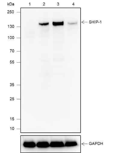 Anti-Human SHIP-1 Antibody [A602] - ABMIUM