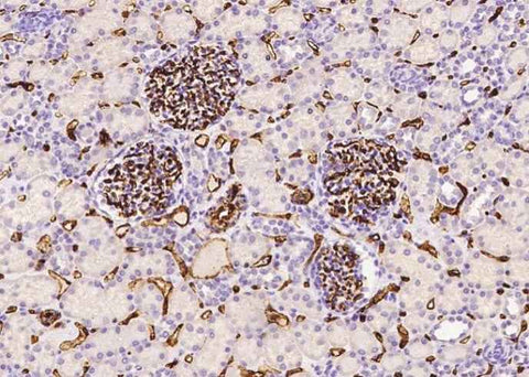 Anti-Human CD34 Antibody [A856] - ABMIUM