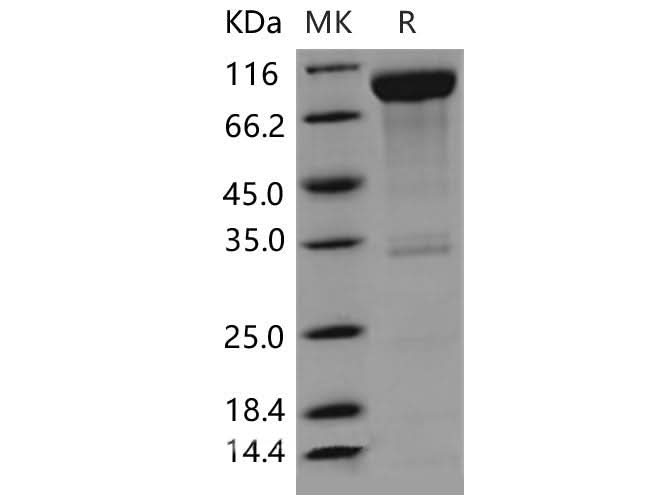 > 85 % as determined by reducing SDS-PAGE.