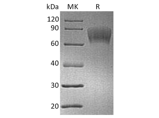 > 95 % as determined by reducing SDS-PAGE.