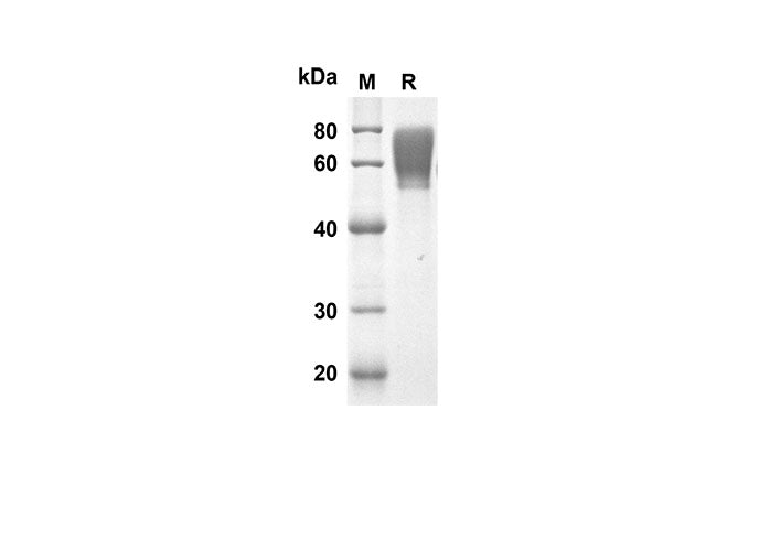 SDS-PAGE analysis of Rat CD48 proteins, 2 μg/lane of Recombinant Rat CD48 proteins was resolved with SDS-PAGE under reducing conditions, showing bands at 46.3 kDa.