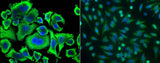 Anti-Human ACY1 Antibody [B264]