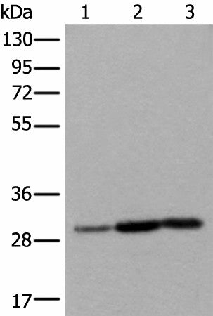 Western blot analysis of Human heart tissue A431 cell Human fetal liver tissue lysates using SNRPA Polyclonal Antibody at dilution of 1:550