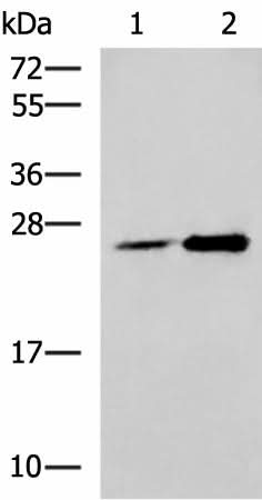 Western blot analysis of 293T cell lysates using DGCR6L Polyclonal Antibody at dilution of 1:800