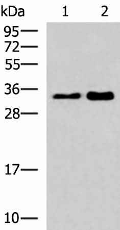 Anti-Human HNRNPA1L2 Antibody