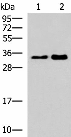 Western blot analysis of 293T cell lysates using HNRNPA1L2 Polyclonal Antibody at dilution of 1:500