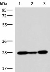 Western blot analysis of 293T K562 NIH/3T3 cell lysates using VEGFA Polyclonal Antibody at dilution of 1:1150