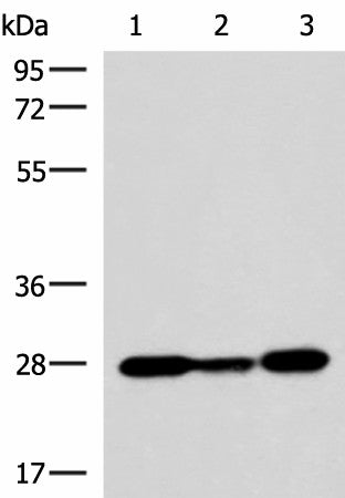 Western blot analysis of 293T K562 NIH/3T3 cell lysates using VEGFA Polyclonal Antibody at dilution of 1:1150