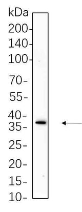 Anti-Human/Mouse/Rat Podoplanin Antibody [B676]