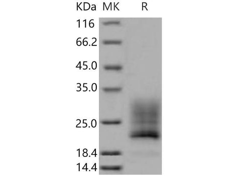 > 95 % as determined by reducing SDS-PAGE.