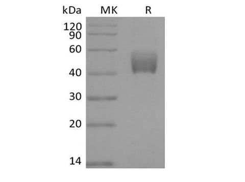 > 95 % as determined by reducing SDS-PAGE.