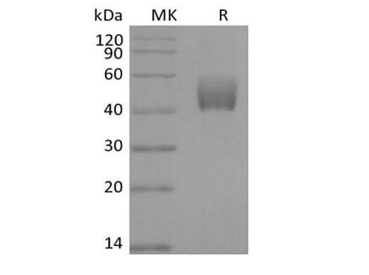 > 95 % as determined by reducing SDS-PAGE.