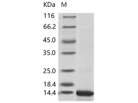 > 95 % as determined by reducing SDS-PAGE.
