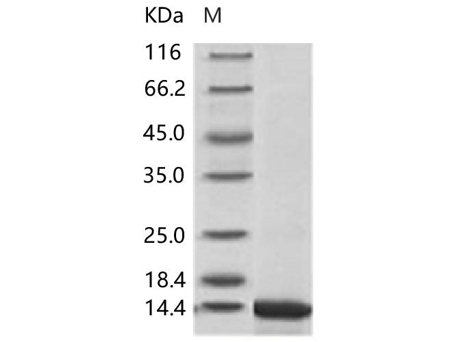 > 95 % as determined by reducing SDS-PAGE.