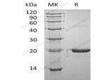 > 95 % as determined by reducing SDS-PAGE.