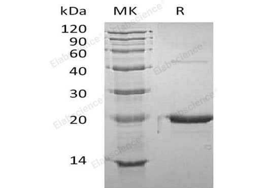 > 95 % as determined by reducing SDS-PAGE.