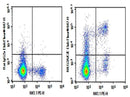 Anti-Mouse NKG2A/C/E Antibody [20D5] - ABMIUM