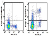 Anti-Mouse NKG2A/C/E Antibody [20D5] - ABMIUM