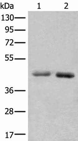 Anti-Human/Rat NADK2 Antibody