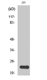 Western Blot analysis of 293T cells using N/H/K-Ras Polyclonal Antibody at dilution of 1:1000.