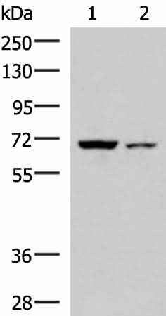 Anti-Human/Mouse EWSR1 Antibody