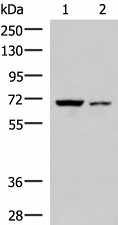 Western blot analysis of 293T and HepG2 cell lysates using EWSR1 Polyclonal Antibody at dilution of 1:1000