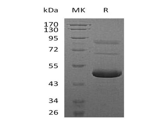 > 90 % as determined by reducing SDS-PAGE.