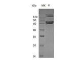 > 95 % as determined by reducing SDS-PAGE.