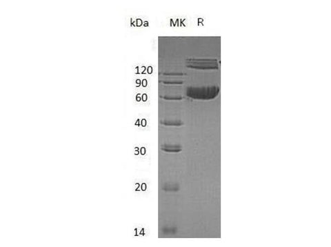> 95 % as determined by reducing SDS-PAGE.