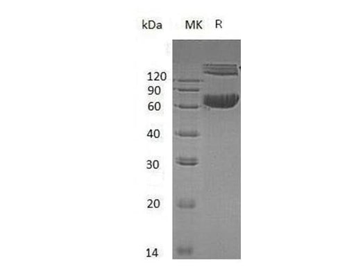 > 95 % as determined by reducing SDS-PAGE.
