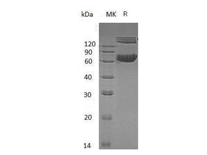> 95 % as determined by reducing SDS-PAGE.