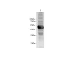 Anti-Mouse AMY1A Antibody - ABMIUM