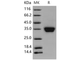 > 97 % as determined by reducing SDS-PAGE.