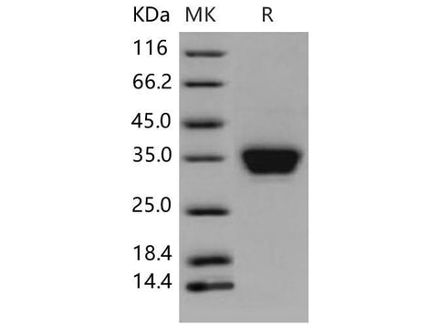 > 97 % as determined by reducing SDS-PAGE.