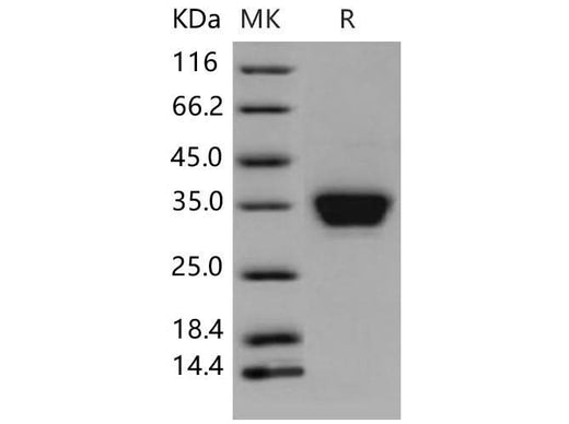 > 97 % as determined by reducing SDS-PAGE.