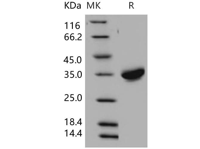 > 92 % as determined by reducing SDS-PAGE.