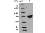 > 92 % as determined by reducing SDS-PAGE.