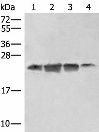 Western blot analysis of 293T HT29 and A172 cell lysates using EIF3K Polyclonal Antibody at dilution of 1:550