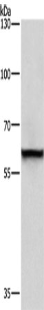 Anti-Human/Mouse TRIP4 Antibody - ABMIUM