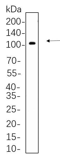 Anti-Human/Mouse/Rat STAT5 Antibody [B630]