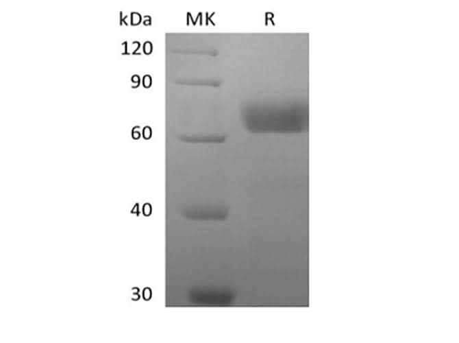 > 95 % as determined by reducing SDS-PAGE.