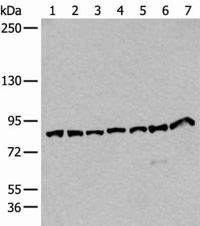 Anti-Human/Mouse VPS35 Antibody