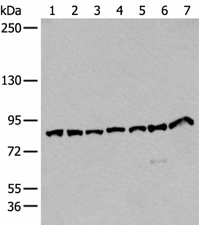 Western blot analysis of Hela HEPG2 Raji NIH/3T3 and A549 cell lysates Human cerebella tissue and Mouse brain tissue lysates using VPS35 Polyclonal Antibody at dilution of 1:250