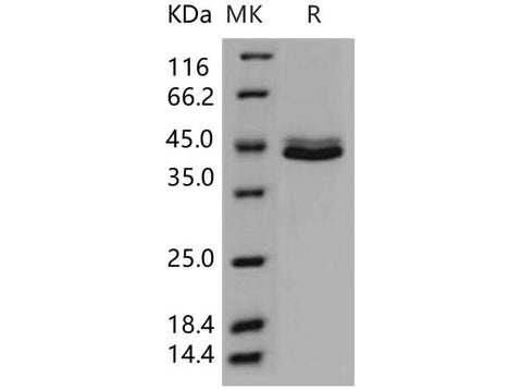 > 97 % as determined by reducing SDS-PAGE.